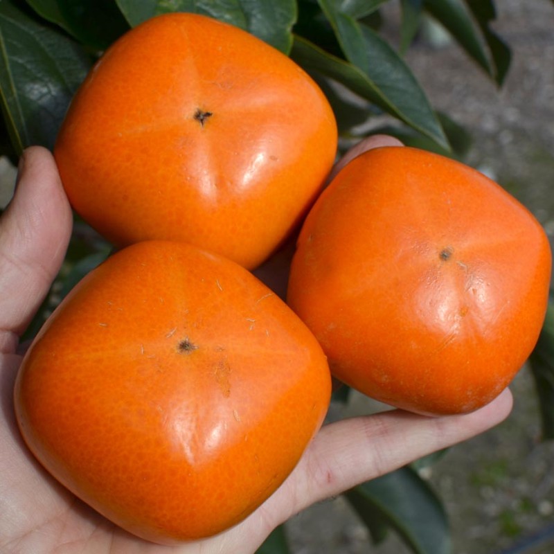 Hurmi Kaki (Diospyros kaki) SHARON