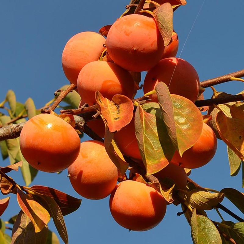Hurmi Kaki (D. kaki x D. virginiana) SOSNOVSKAJA