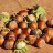 Hazelnut Trees