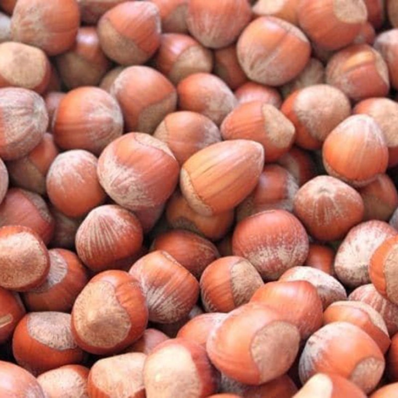Hazelnut (Corylus avellana) LAMBERT