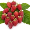 Raspberry (Rubus idaeus) ANFISA
