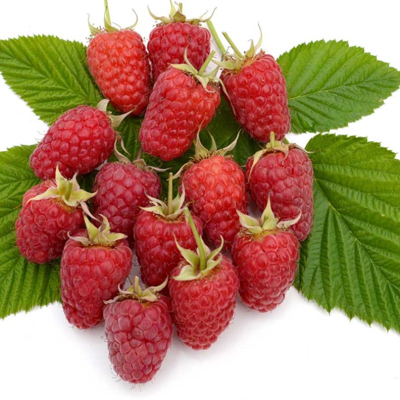 Raspberry (Rubus idaeus) ANFISA