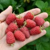 Raspberry (Rubus idaeus) ANFISA