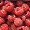 Raspberry (Rubus idaeus) AROMA QUEEN®