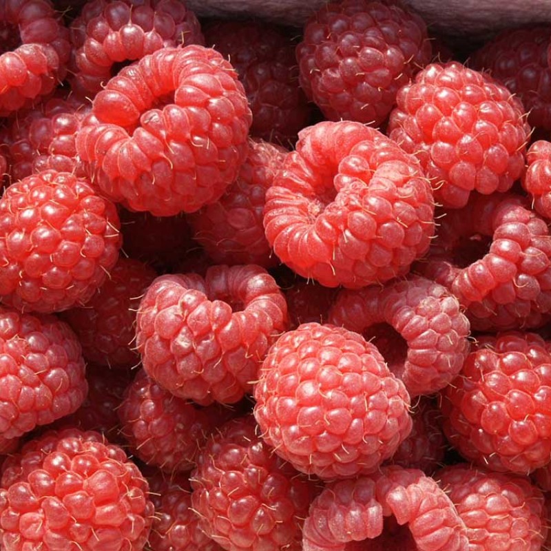 Raspberry (Rubus idaeus) AROMA QUEEN®