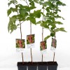 Raspberry (Rubus idaeus) AROMA QUEEN®