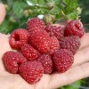 Raspberry (Rubus idaeus) DELNIWA