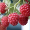 Himbeere (Rubus idaeus) GLEN AMPLE ®