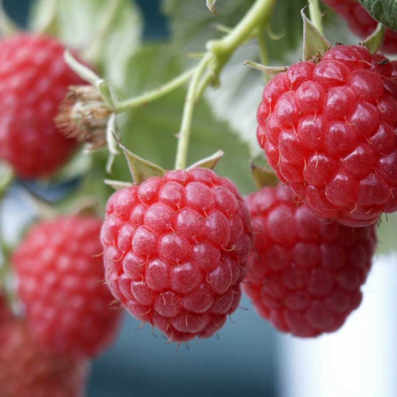Himbeere (Rubus idaeus) GLEN AMPLE ®