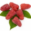 Raspberry (Rubus idaeus) GORDOST ROSSII