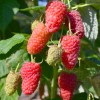 Raspberry (Rubus idaeus) GORDOST ROSSII
