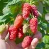 Raspberry (Rubus idaeus) GORDOST ROSSII