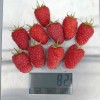 Raspberry (Rubus idaeus) GORDOST ROSSII