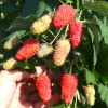 Raspberry (Rubus idaeus) GORDOST ROSSII