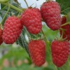 Raspberry (Rubus idaeus) GORDOST ROSSII