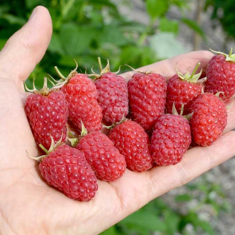 Raspberry (Rubus idaeus) GORDOST ROSSII