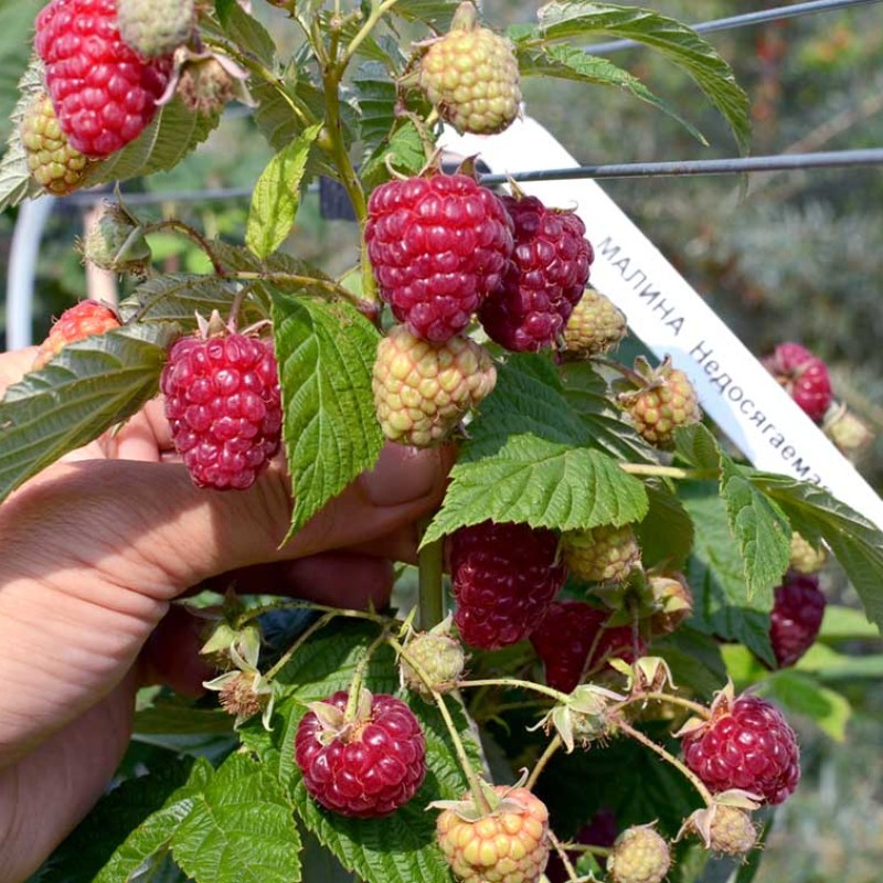 Himbeere (Rubus idaeus) NEDOSJAGEMAJA