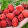 Raspberry (Rubus idaeus) POKUSA