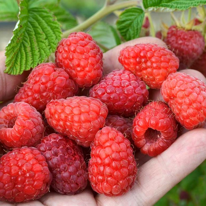 Raspberry (Rubus idaeus) POKUSA