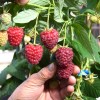 Raspberry (Rubus idaeus) POLESIE