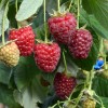 Raspberry (Rubus idaeus) POLESIE