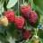 Raspberries