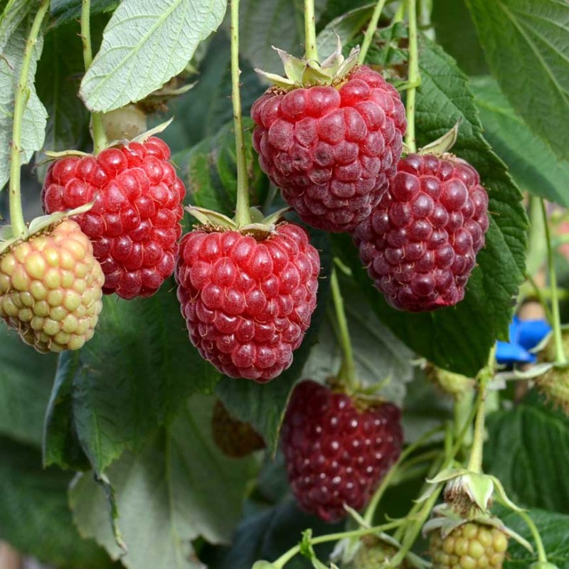 Raspberry (Rubus idaeus) POLESIE