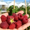 Raspberry (Rubus idaeus) POLKA