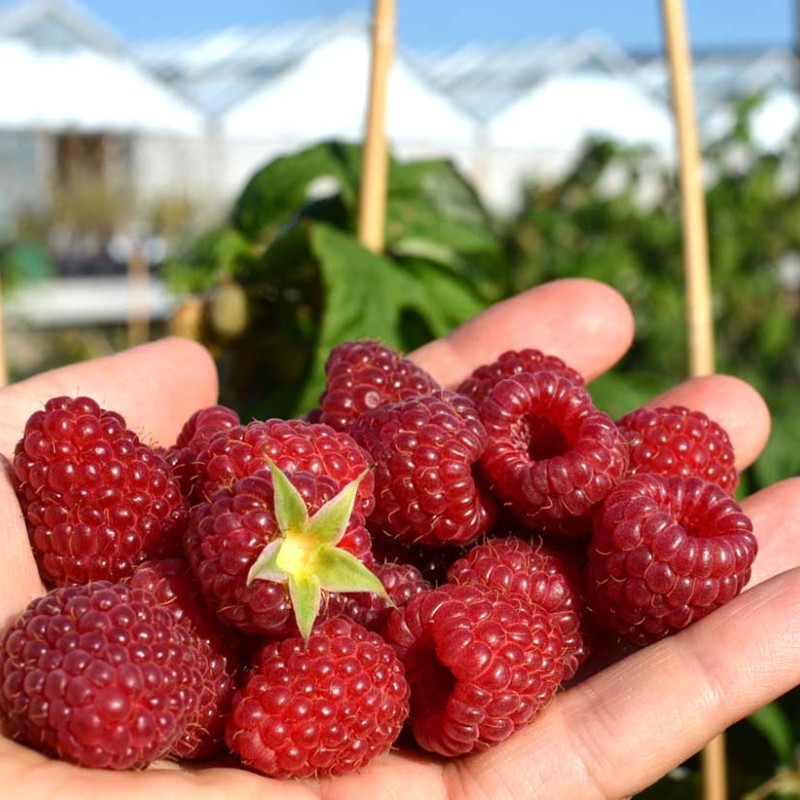 Raspberry (Rubus idaeus) POLKA