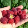 Raspberry (Rubus idaeus) POLKA