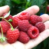 Raspberry (Rubus idaeus) POLKA