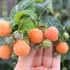Raspberry (Rubus idaeus) PORANNA ROSA