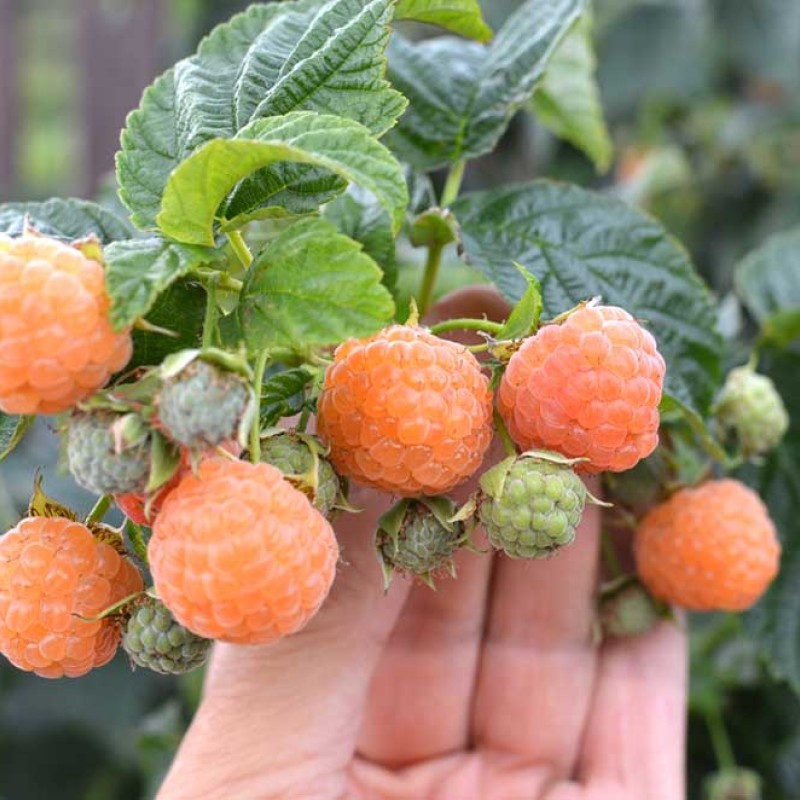 Raspberry (Rubus idaeus) PORANNA ROSA