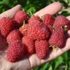 Raspberry (Rubus idaeus) RADZIEJOWA