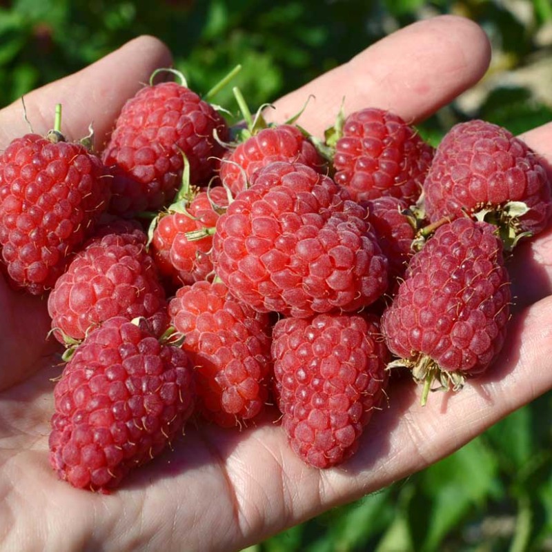 Raspberry (Rubus idaeus) RADZIEJOWA