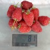 Raspberry (Rubus idaeus) RADZIEJOWA
