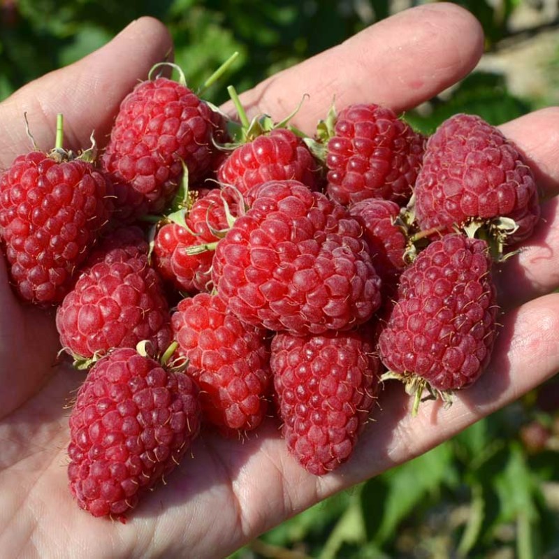 Raspberry (Rubus idaeus) SOKOLICA