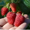 Raspberry (Rubus idaeus) SOKOLICA