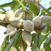 Mandľa (Amygdalus communis) FERRADUEL