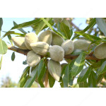 Almond Tree (Amygdalus communis) FERRADUEL