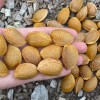 Mandľa (Amygdalus communis) FERRADUEL