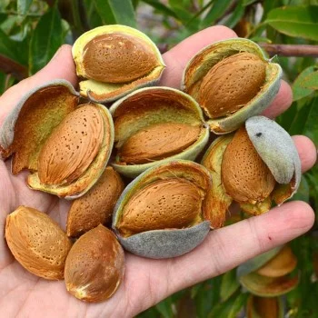 Mandľa (Amygdalus communis) FERRADUEL