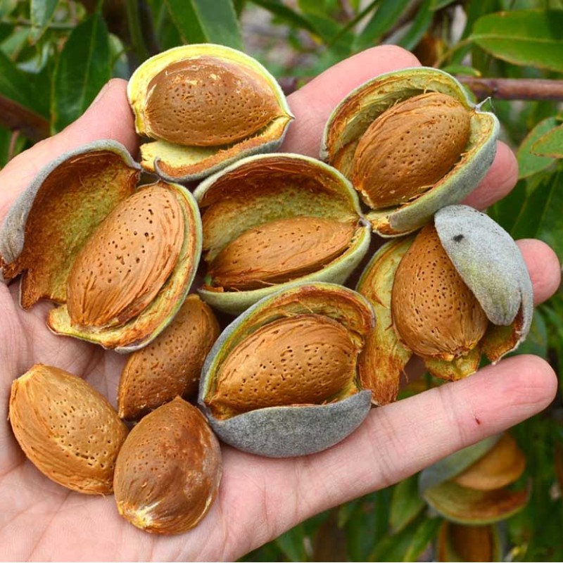 Mandľa (Amygdalus communis) FERRADUEL