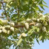 Mandľa (Amygdalus communis) FERRAGNES