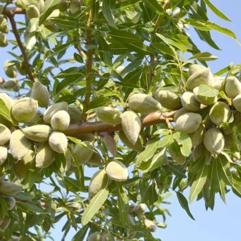 Mandľa (Amygdalus communis) FERRAGNES 