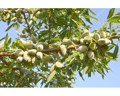 Almond Tree (Amygdalus communis) FERRAGNES