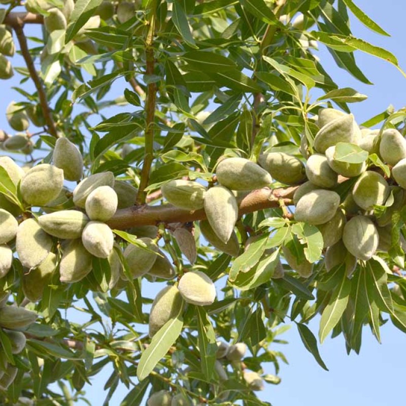 Mandľa (Amygdalus communis) FERRAGNES