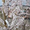 Mandľa (Amygdalus communis) FERRAGNES
