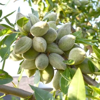 Mandľa (Amygdalus communis) LAURANNE