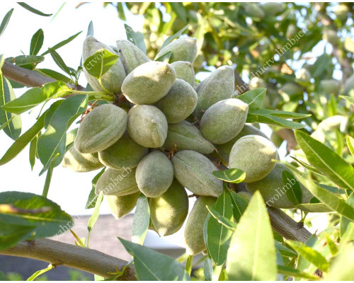 Almond Tree (Amygdalus communis) LAURANNE